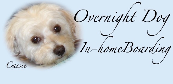 Overnight Dog logo